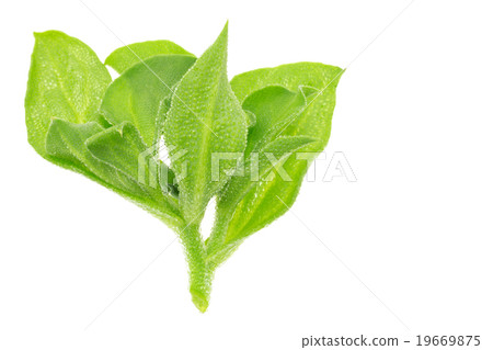 Ice plant 19669875