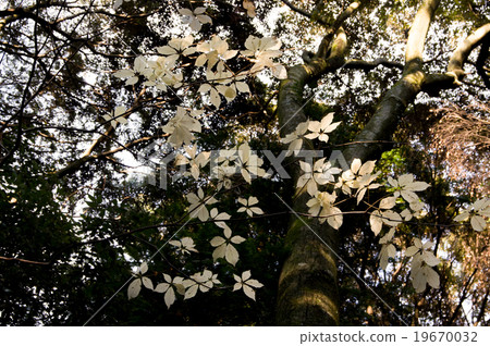 白色秋葉·kosi胸罩 19670032