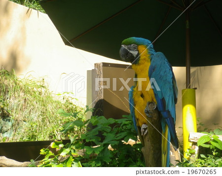 A parrot looking at tomorrow A parrot looking at tomorrow 19670265
