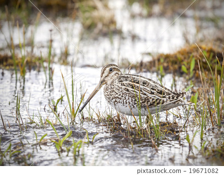 Wading bird in natural environment, Chile. 19671082