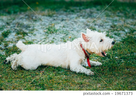 Small West Highland White Terrier - Westie, Westy 19671373