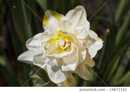 Flower of a narcissus 19671582