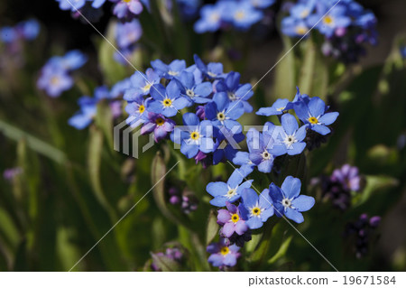 Beautiful flower of brightly blue color Beautiful flower of brightly blue color 19671584
