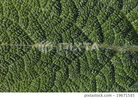 leaf of a plant leaf of a plant 19671585