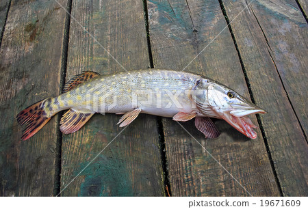 pike fish caught pike fish caught 19671609