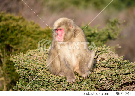 Japanese macaques 19671743