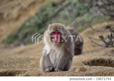 Japanese macaques Japanese macaques 19671744