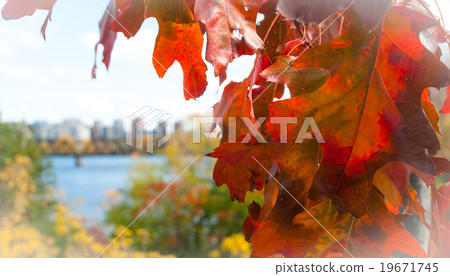 Red oak leaf foreground, Ottawa blurred background Red oak leaf foreground, Ottawa blurred background 19671745