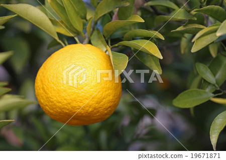 Summertime orange 19671871