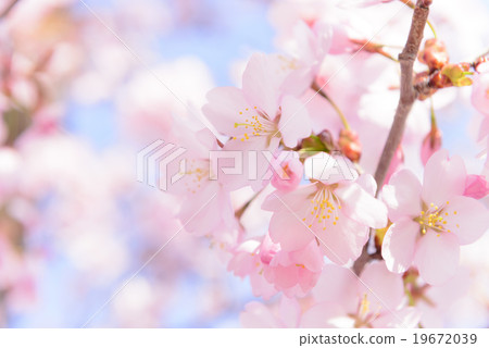 Cherry blossoms (fluffy) 19672039
