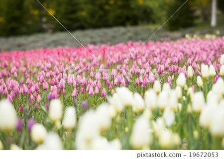 Tulip (bud) Tulip (bud) 19672053