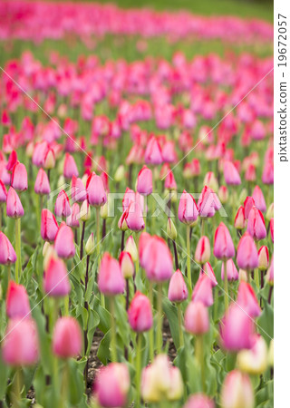 Tulip (bud) Tulip (bud) 19672057