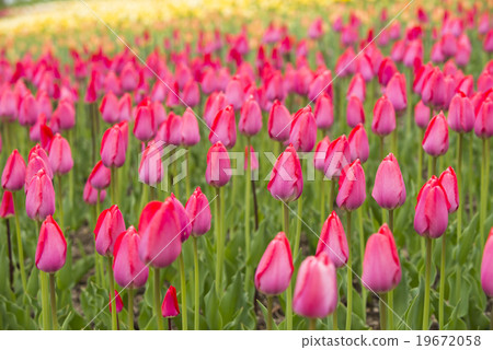Tulip (bud) Tulip (bud) 19672058
