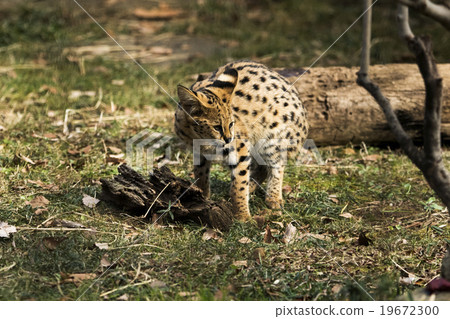 Children of Sarrercat Tama Animal Park Children of Sarrercat Tama Animal Park 19672300