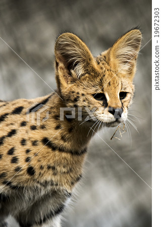 Sarrercat多摩動物園的孩子們 19672303