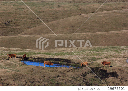 grazing grazing 19672501