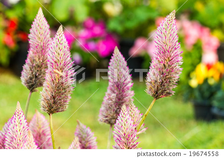 Ptilotus exaltatus (Joey) flower Ptilotus exaltatus (Joey) flower 19674558