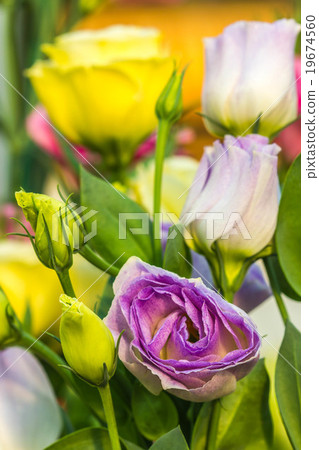 beautiful Lisianthus flower beautiful Lisianthus flower 19674560