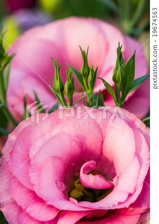 beautiful Lisianthus flower beautiful Lisianthus flower 19674563