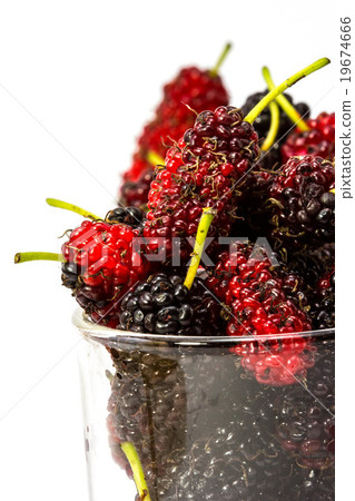 fresh organic mulberry on white background. 19674666