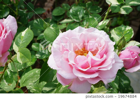 雜色的葉子是一朵美妙的玫瑰 19674884