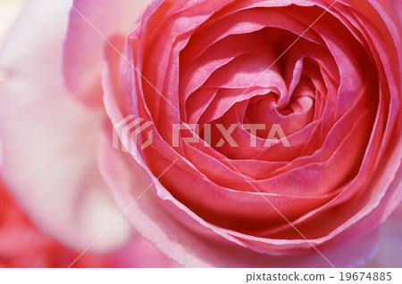 Beautiful rose petals 19674885