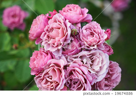 盛開的玫瑰像一束花 19674886