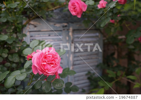 Moistly standing rose 19674887