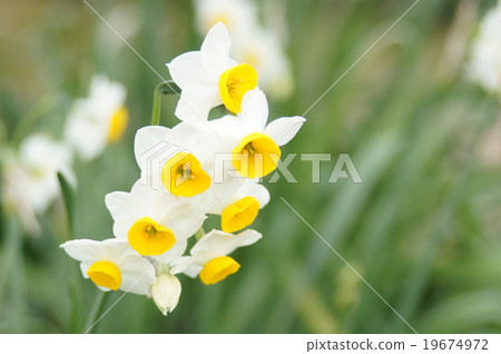 Japan Narcissus 19674972