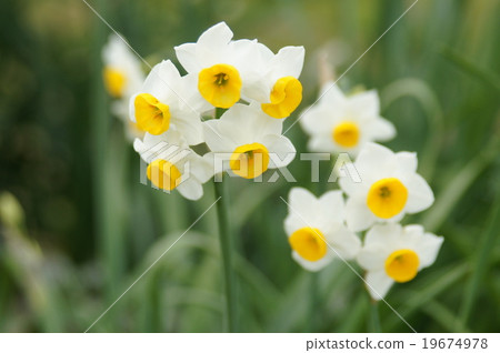 Japan Narcissus 19674978