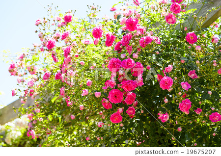 Rose Rose 19675207