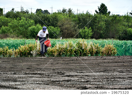 Summer farm work Summer farm work 19675320
