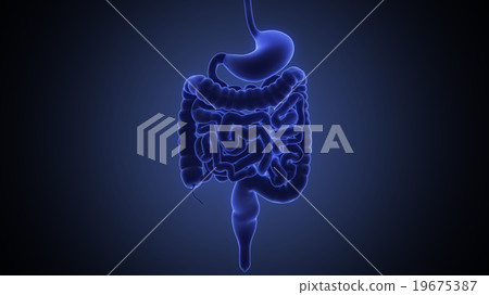 stomach 3d render 19675387