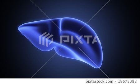xray liver organ anatomy 19675388