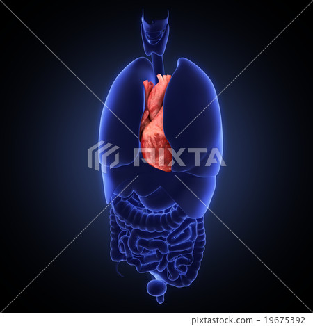 xray heart illustratio. Anatomicaly accurate xray heart illustratio. Anatomicaly accurate 19675392