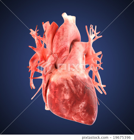 xray heart illustratio. Anatomicaly accurate 19675396