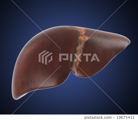 xray liver organ anatomy 19675411