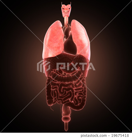 xray lungs illustration. 3d render 19675418