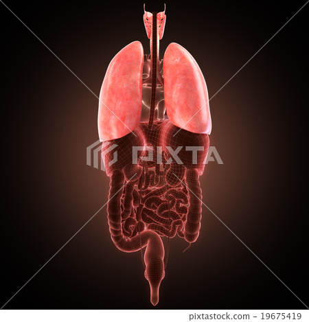 xray lungs illustration. 3d render 19675419