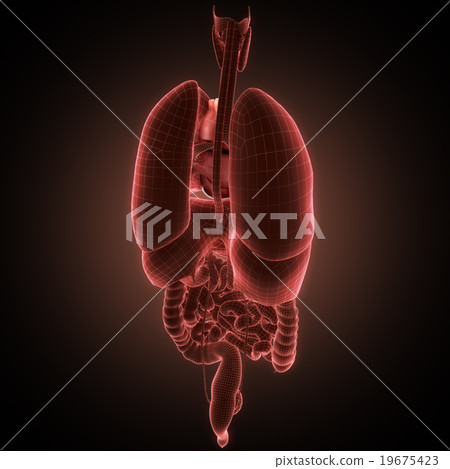 xray heart illustratio. Anatomicaly accurate 19675423