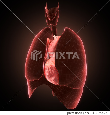 xray heart illustratio. Anatomicaly accurate 19675424