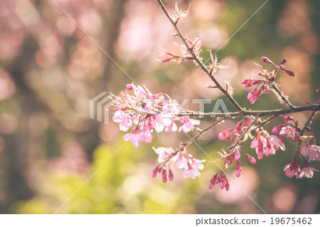 Wild Himalayan Cherry spring blossom 19675462