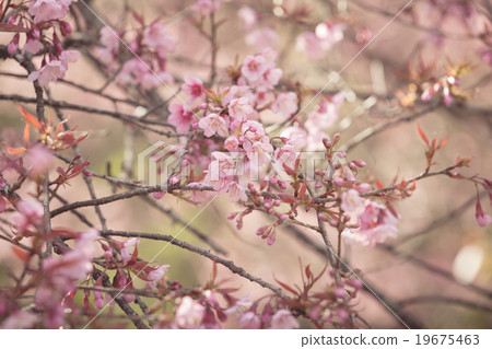 Wild Himalayan Cherry spring blossom 19675463