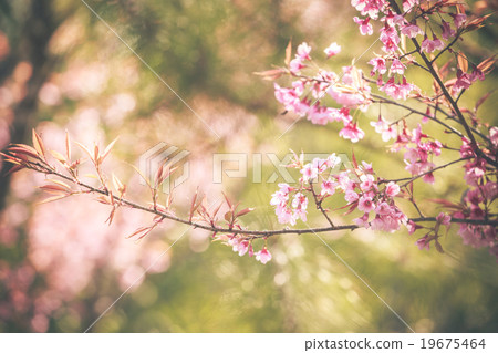 Wild Himalayan Cherry spring blossom 19675464