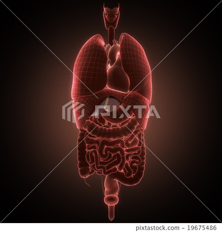 xray liver organ anatomy 19675486