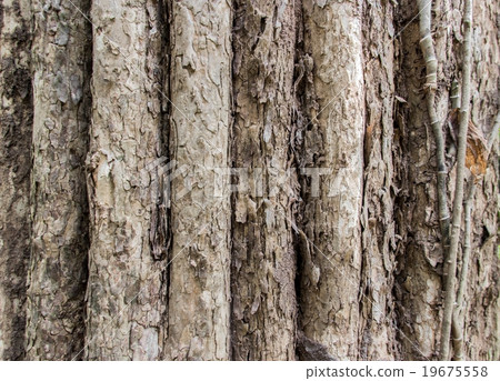 real old tree texture real old tree texture 19675558