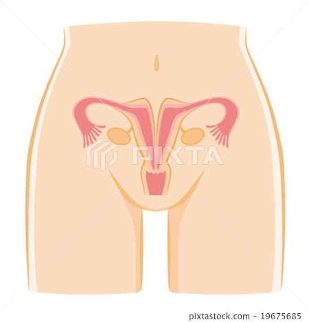 子宮畸形 子宮畸形 19675685