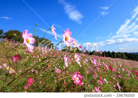 Cosmos field @ Shirakigami, Isahaya city, Nagasaki prefecture 19676080