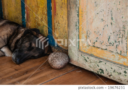 Shepherd dog laying on the ground in old colonial 19676231