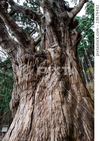 Seki's cedar natural treasure 19676492